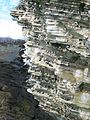 Image 4Seabird colonies on a crag on the Brough of Birsay, Orkney Credit: Tbc