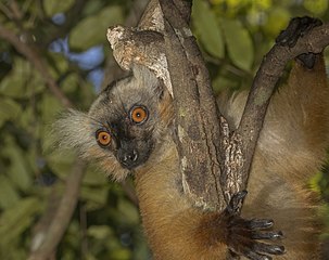 Female black lemur at Lokobe Strict Reserve, Nosy Be