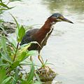 Green heron