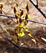 Dendrobium trilamellatum