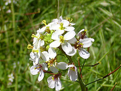 Diplotaxis erucoides Flores 2013-5-01 SierraMadrona.jpg