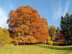 Fagus sylvatica en outono