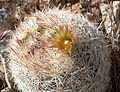 Pelecyphora vivipara in Red Rock Canyon near Las Vegas, Nevada