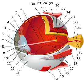 1:posterior segment 2:ora serrata 3:ciliary muscle 4:ciliary zonules 5:Schlemm's canal 6:pupil 7:anterior chamber 8:cornea 9:iris 10:lens cortex 11:lens nucleus 12:ciliary process 13:conjunctiva 14:inferior oblique muscule 15:inferior rectus muscule 16:medial rectus muscle 17:retinal arteries and veins 18:optic disc 19:dura mater 20:central retinal artery 21:central retinal vein 22:optic nerve 23:vorticose vein 24:bulbar sheath 25:macula 26:fovea 27:sclera 28:choroid 29:superior rectus muscle 30:retina