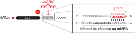 Interaction miARN:ARNm