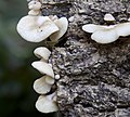 Crepidotus mollis