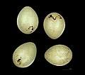 Trứng của Garrulus glandarius.