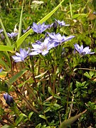 Gentiana nipponica