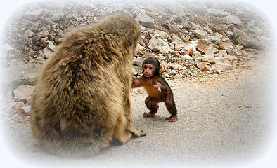 Barbary Macaque