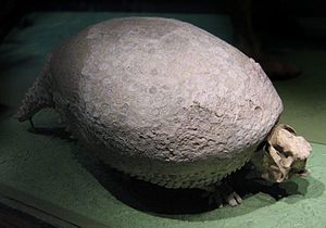 Fossil specimen in Washington, DC at the National Museum of Natural History