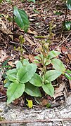 Goodyera umbrosa 41096970.jpg