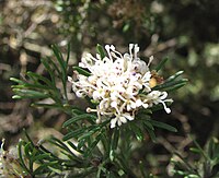 Grevillea crithmifolia