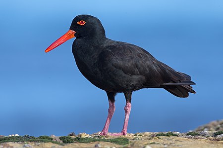 Sooty oystercatcher, by JJ Harrison