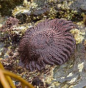 Heliaster helianthus (Heliasteridae)