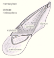 Deutsch: Hemielytre