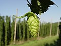 Image 22Hop cone grown in a hop field, Hallertau, Germany (from Brewing)