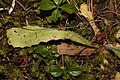 Anacortes Community Forest Lands