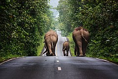 Second place: Wild elephants walking up a road in the area of Khao Yai National Park. – 署名: Khunkay (CC BY-SA 3.0)