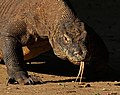 Komodo dragon (Varanus komodoensis), an amniote sauropsid