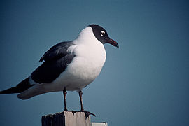 Gülen martı (Larus atricilla)