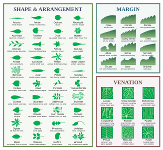 Leaf morphology, by Debivort (edited by McSush and ZooFari)