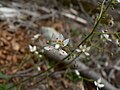 Saxifraga ferruginea