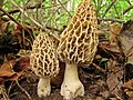 Morchella esculenta (Pezizomycetes)