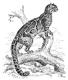 Pardofelis marmorata 1888.jpg