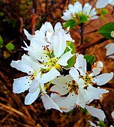 Fleur de Pyrus en Sibérie orientale.