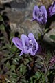 Penstemon davidsonii