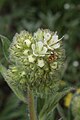 Phacelia hastata