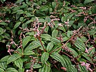 Pilea crassifolia