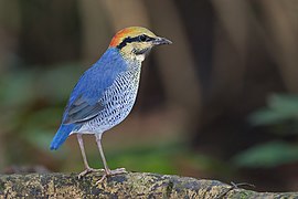 Pitta cyanea 2 - Khao Yai