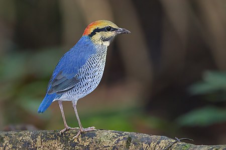 Blue pitta, by JJ Harrison