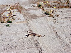 Rattlesnake on Pinto Wells Road (14232219915).jpg