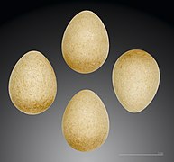 Paprastojo nykštuko Regulus regulus regulus porūšio kiaušiniai