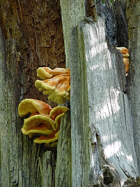 Schwefelporlinge an einem abgestorbenen Baum