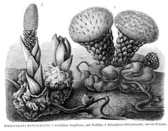 Description de l'image Scybalium+Balanophora sp vMH369.jpg.
