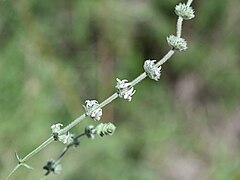 Sideritis hirsuta kz02.jpg