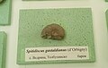 en:Spitidiscus gastaldianus (d'Orbigny) en:Barremian, Vedrina, Dobrich Province at the en:Sofia University "St. Kliment Ohridski" Museum of Paleontology and Historical Geology