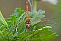 Sympetrum nigrifemur (cat.)