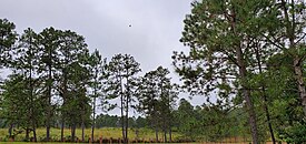 Bosque en Siguatepeque de clima subtropical húmedo.