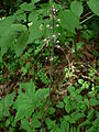 Tiarella trifoliata