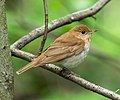 Image 55Veery in the Central Park Ramble