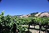 A vineyard in the California wine region of Anderson Valley