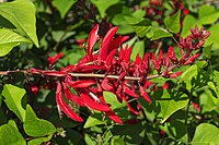   Erythrina corallodendrum corallodendrum Type species