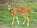 Chital