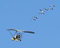 Young Whooping Cranes, following their "mother" to wintering area; St. Marks, Florida.