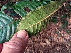 Underside of leaf