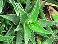 Thumbnail for File:Aloe nobilis-Top.jpg